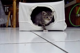 cara membuat rumah kucing